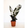 zamioculcas black raven