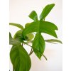 philodendron florida green 2