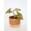 syngonium pink splash