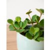 peperomia hope 2