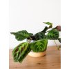 maranta exclusive gray