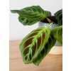 maranta exclusive gray 2