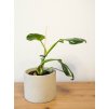 philodendron white wizard