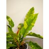Philodendron Ring of Fire 02