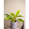 Philodendron Ring of Fire 01
