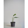Epipremnum Cebu blue 01