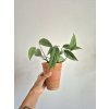 Epipremnum pinnatum 'Cebu blue'