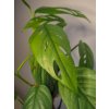 Epipremnum Cebu blue 02
