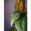 Epipremnum Cebu blue 03