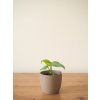 Monstera amydrium