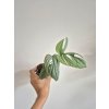 Monstera amydrium medium silver