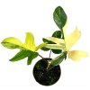 Philodendron Florida Beauty variegata