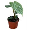 Philodendron P Majestic big