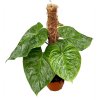 Philodendron P Majestic small