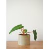 philodendron billietiae