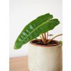 philodendron billietiae1