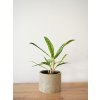 aglaonema cutlas