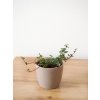 pilea glauca