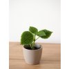 pilea moon valley