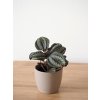 pilea norfolk