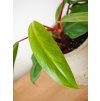 Philodendron painted lady