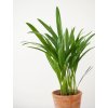 dypsis