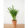 dypsis 2