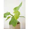 Philodendron bipennifolium aurea