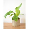 Philodendron bipennifolium aurea 2