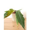 philodendron pluto caramel