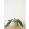 philodendron pluto caramel 2