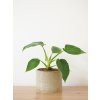 philodendron warscewiczii