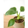 philodendron warscewiczii 2