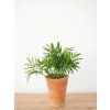chamaedorea elegans