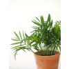 chamaedorea elegans 2