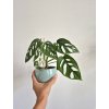 Monstera adansonii