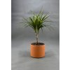 Dracaena marginata bicolor