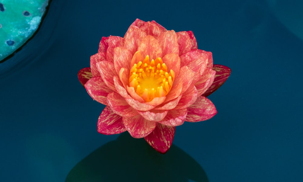 Lotosový květ - symbol harmonie