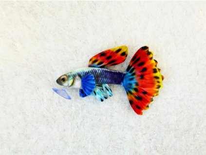 Guppy plush 45412