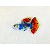 Guppy plush 45412