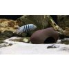cichlid stone small real