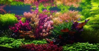 🌿 Chceš krásné rostliny bez boje s řasami? Správné hnojení je základ úspěchu 💧 👉 Tropica Premium Nutrition ✔️ Mikroživiny...