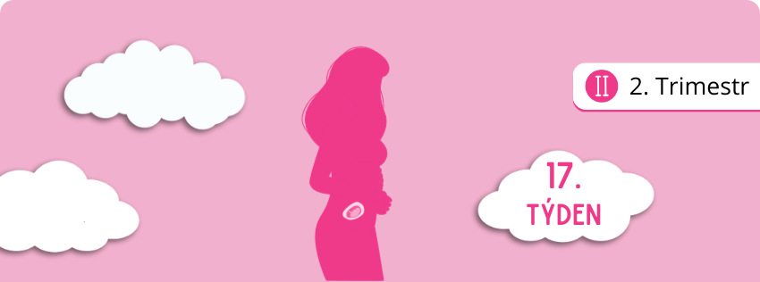 17. týden těhotenství