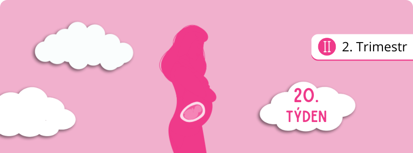 20. týden těhotenství