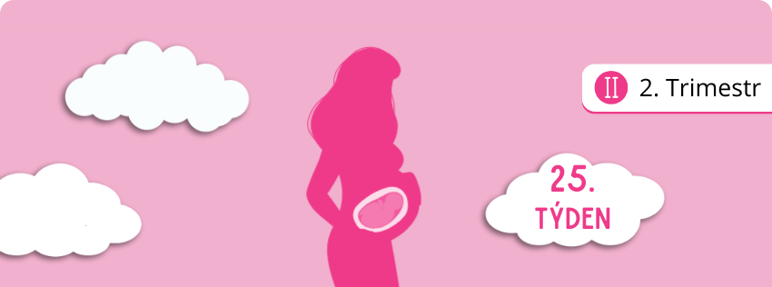 25. týden těhotenství