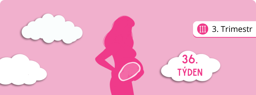 36. týden těhotenství