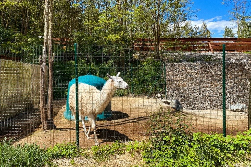 Lama vo výbehu oplotenom zeleným zváraným pletivom