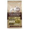 quattro dog puppy mother small breed kachna 7kg