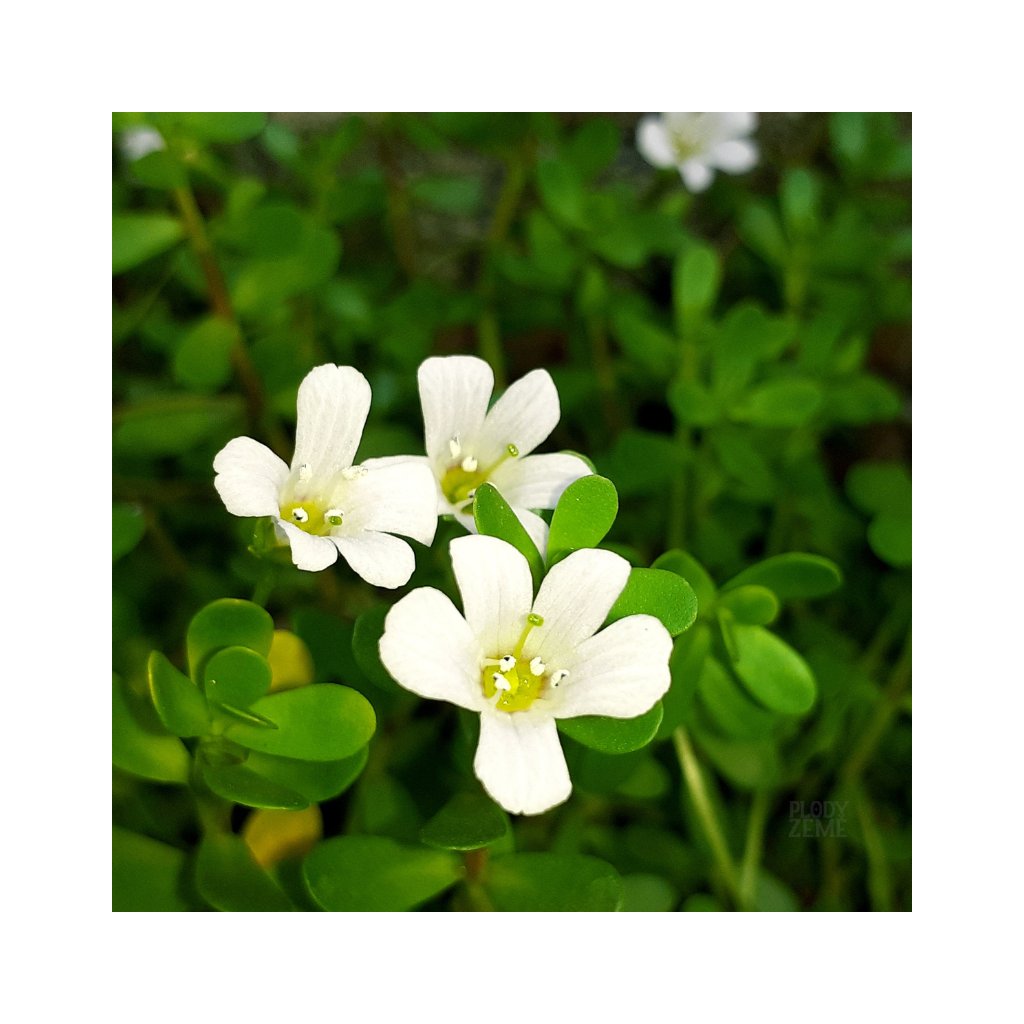 Brahmi (Bakopa drobnolistá) - kapsle extrakt 5 % Bakosidů