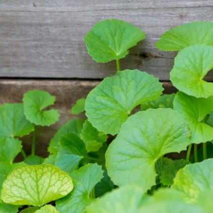 Gotu Kola (Pupečník asijský) - prášek z rostliny